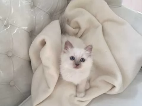 sacro di birmania di 75 giorni | Foto 3