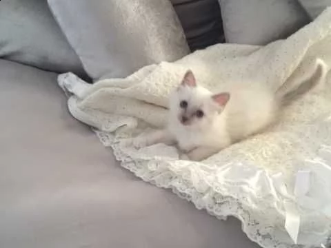 sacro di birmania di 75 giorni | Foto 1