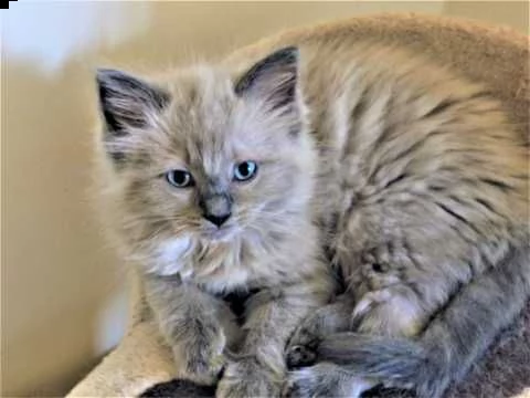 ragdoll gattini pronti