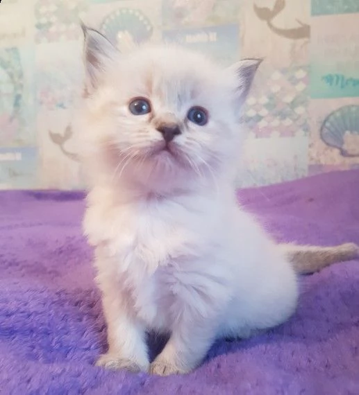 ragdoll gattini pronti | Foto 5