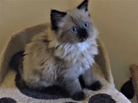 ragdoll gattini pronti | Foto 4