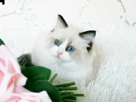 ragdoll gattini pronti | Foto 3