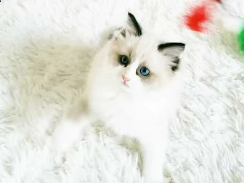 ragdoll gattini pronti | Foto 2
