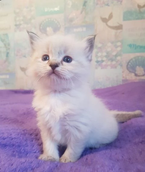 ragdoll gattini pronti | Foto 0