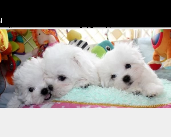cuccioli maltese toy manto bianco | Foto 0
