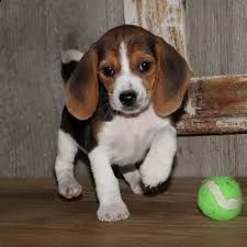 cucciolo di beagle  in casa ..regali