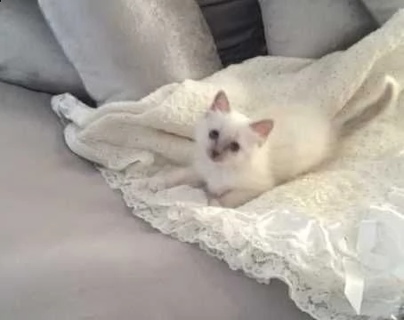 sacro di birmania seal mitted | Foto 6