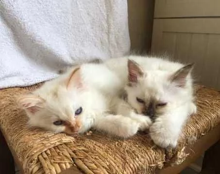 sacro di birmania seal mitted | Foto 5