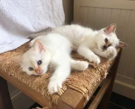 sacro di birmania seal mitted | Foto 3