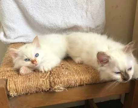 sacro di birmania seal mitted | Foto 2