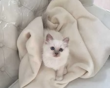 sacro di birmania seal mitted | Foto 1