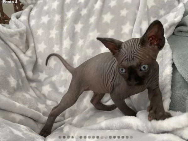 sphynx maschietti e femminucce 100% italiano