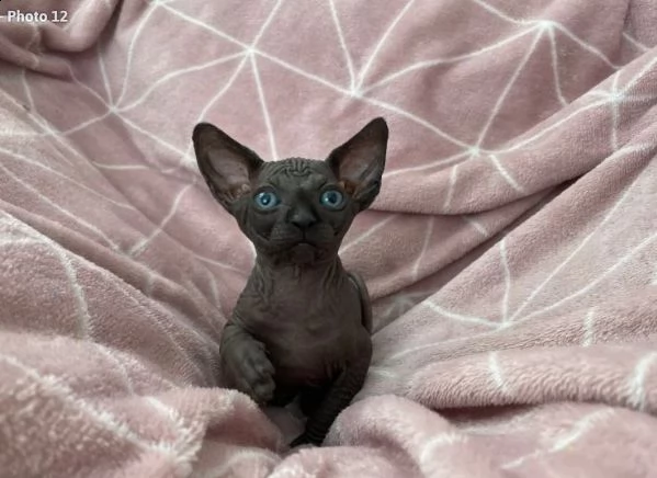 sphynx maschietti e femminucce 100% italiano | Foto 4