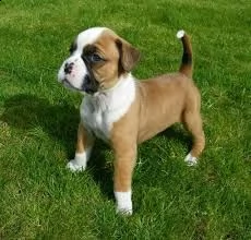 cuccioli  boxer  adorabili cuccioli e carino maschi e femmine. i nostri cuccioli sono 3 mesi di età 