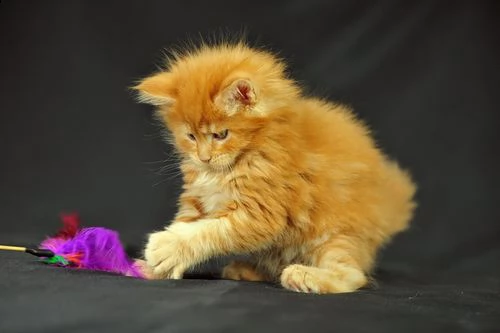 regalo maine coon cuccioli disponibile per l'adozione adorabili cuccioli di maine coon  femminucce e | Foto 0