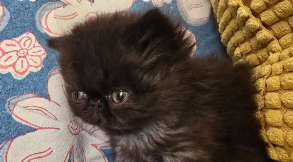 Femminuccia persiano  | Foto 3