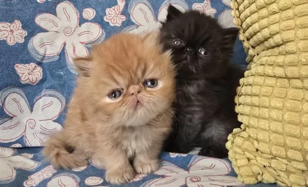 Femminuccia persiano  | Foto 2