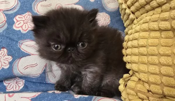 Femminuccia persiano  | Foto 1