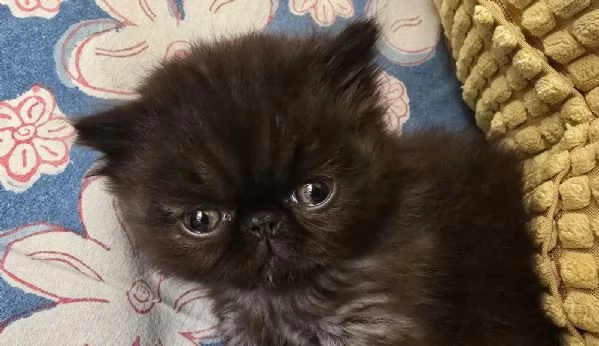 Femminuccia persiano  | Foto 0