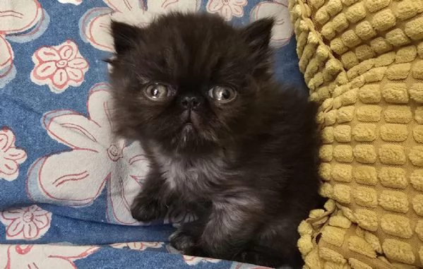 Femminuccia persiano 