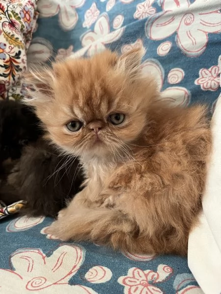 Cuccioline gatto persiano | Foto 6