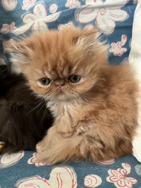 Cuccioline gatto persiano | Foto 5