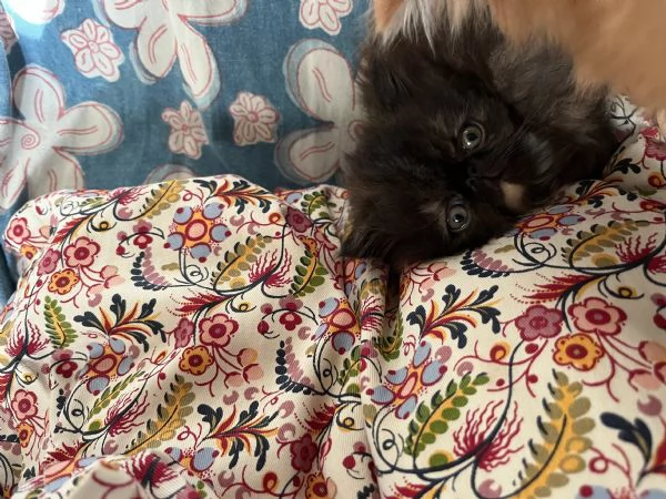 Cuccioline gatto persiano | Foto 4