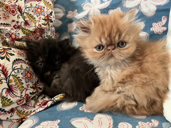 Cuccioline gatto persiano | Foto 3