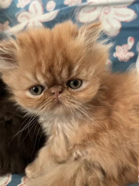 Cuccioline gatto persiano | Foto 2