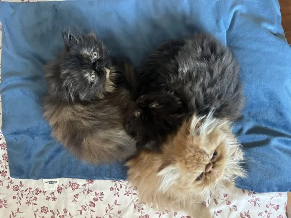 Cuccioline gatto persiano | Foto 1