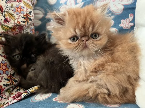 Cuccioline gatto persiano | Foto 0