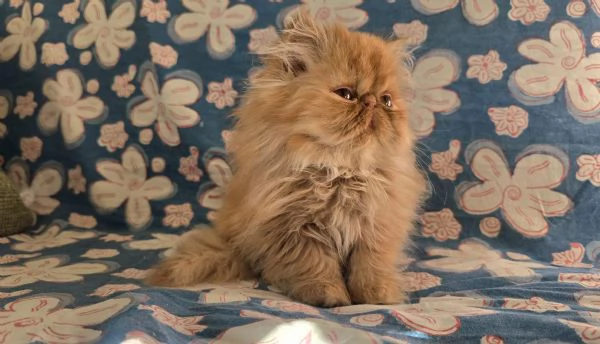 Cuccioline gatto persiano