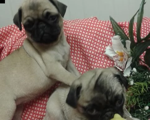 carlino beige cuccioli consegna a domicilio | Foto 0