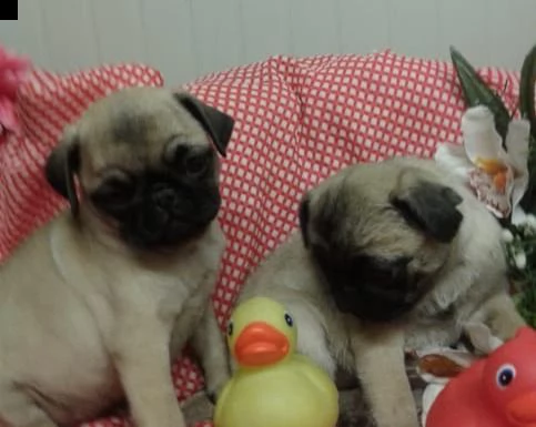 carlino beige cuccioli consegna a domicilio