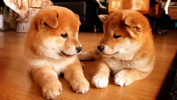  offro in regalo shiba inu cuccioli con pedigree . cuccioli di  shiba inu siamo urgentemente alla ri