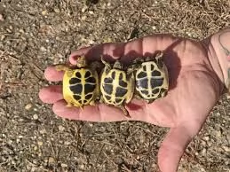 giovani cuccioli hermanni, in buone condizioni di salute e alla ricerca di un rettile appassionato c