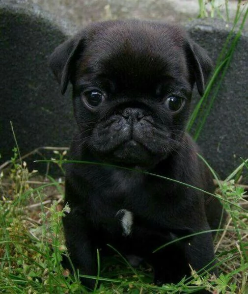 cuccioli di carlino disponibile per l'adozione ,statura molto piccola, i cuccioli hanno circa 2 mesi