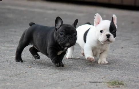 regalo disponibili cuccioli di bouledogue francese!!