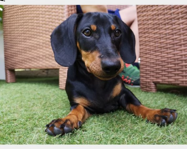 bassotti cuccioli nani e kaninchen | Foto 0