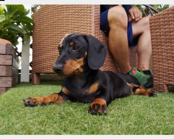 bassotti cuccioli nani e kaninchen