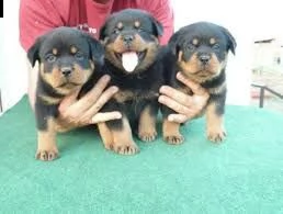 offro in regalo rotweiller cuccioli con pedigree . cuccioli di rotweiller siamo urgentemente alla ri