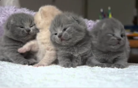 offro in regalo british shorthair gattini con pedigree . cuccioli di  british shorthair siamo urgent