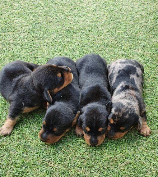  regalo adorabili cuccioli bassotto