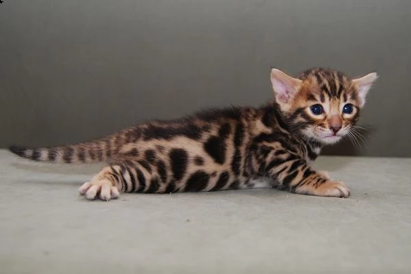 disponibili dolcissimi cuccioli bengala nati il 60 gg 1 maschietto e una femminuccia . saranno cedut