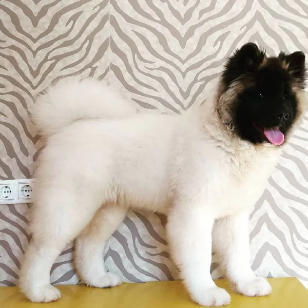 splendida cucciolata di akita americano