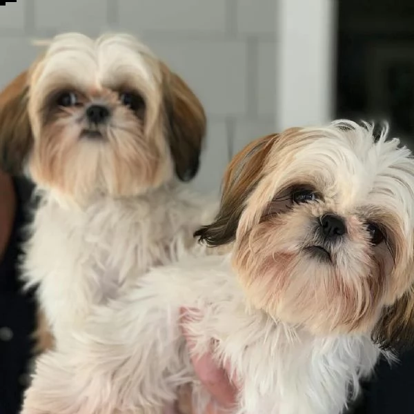 cuccioli di shih tzu per adozione