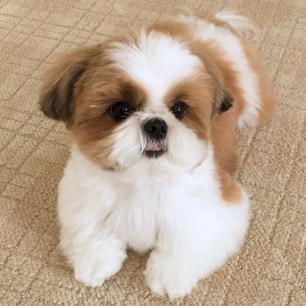  cuccioli di shih tzu per adozione