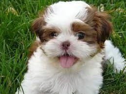 cuccioli di shitzu disponibile per l'adozione ,statura molto piccola, i cuccioli hanno circa 2 mesi,