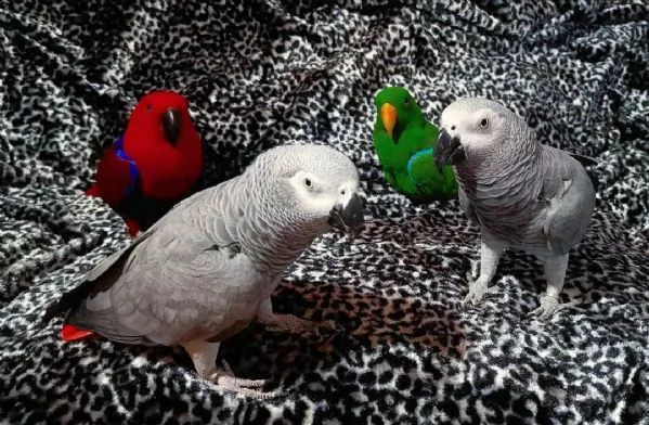pappagalli di  cenerino  i ucelli di pappagalli sono disponibili per l'adozione, con tutte le vaccin