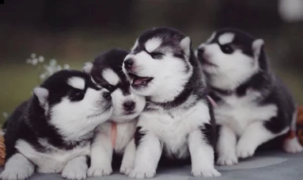 regalo cuccioli siberian husky maschio e femmina